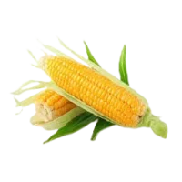 Кукуруза